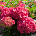Hydrangea 'Glowing Embers'