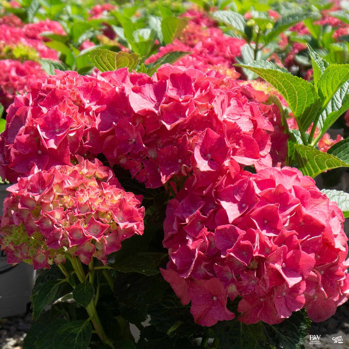 Hydrangea 'Glowing Embers'