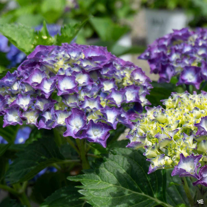 Hydrangea 'Royal Purple'