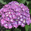 Hydrangea 'Royal Purple'