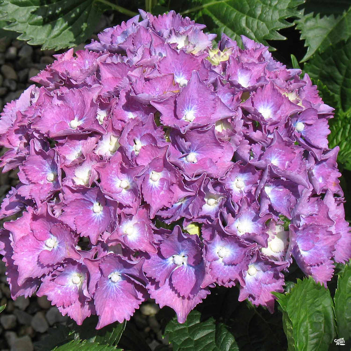 Hydrangea 'Royal Purple'
