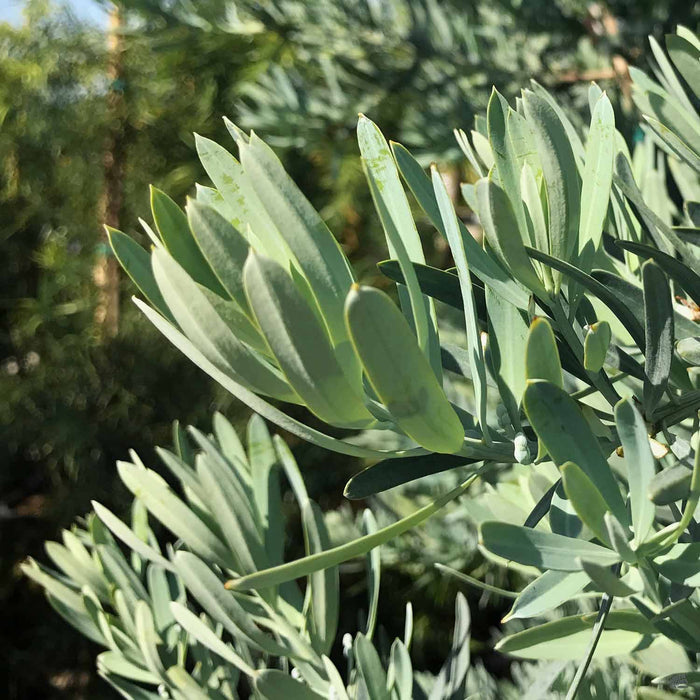 Icee Blue Podocarpus