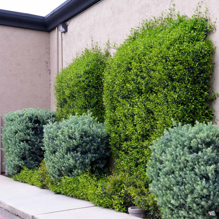 Icee Blue Podocarpus