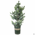 Icee Blue Podocarpus 5 gallon Monrovia
