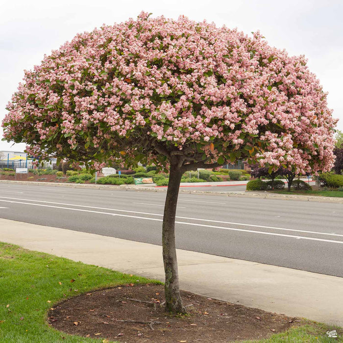 Indian Hawthorn 'Majestic Beauty'