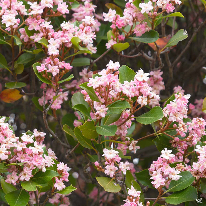 Indian Hawthorn 'Majestic Beauty'