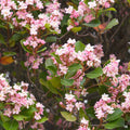 Indian Hawthorn 'Majestic Beauty'