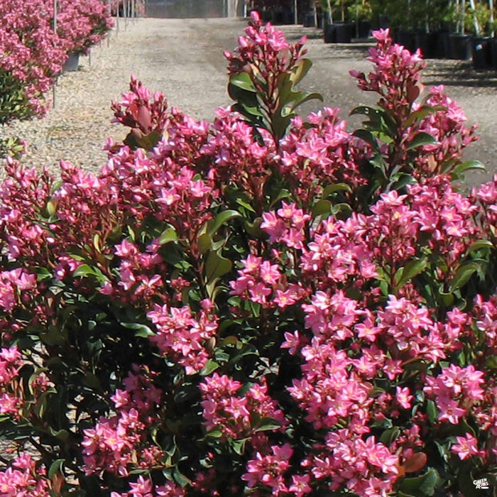 Indian Hawthorn 'Pink Dancer'