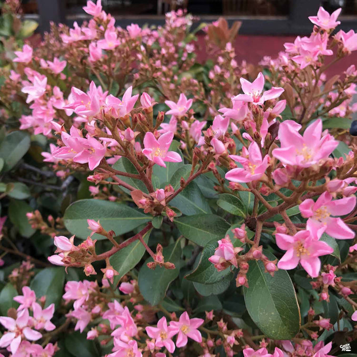 Indian Hawthorn 'Pink Dancer'