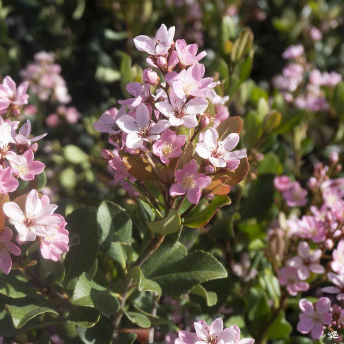 Indian Hawthorn Pink Dancer
