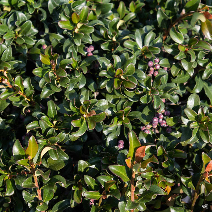 Indian Hawthorn Pink Dancer