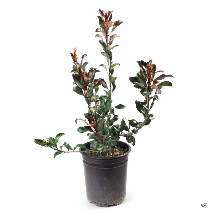 Indian Hawthorn Pink Dancer 1 gallon