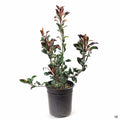 Indian Hawthorn Pink Dancer 1 gallon