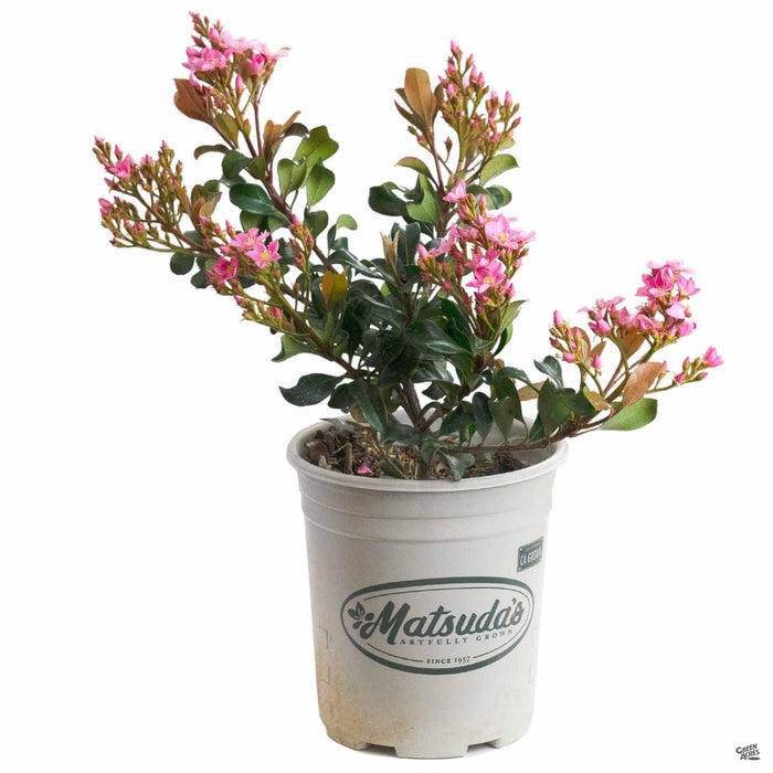 Indian Hawthorn 'Pink Dancer' 1 gallon