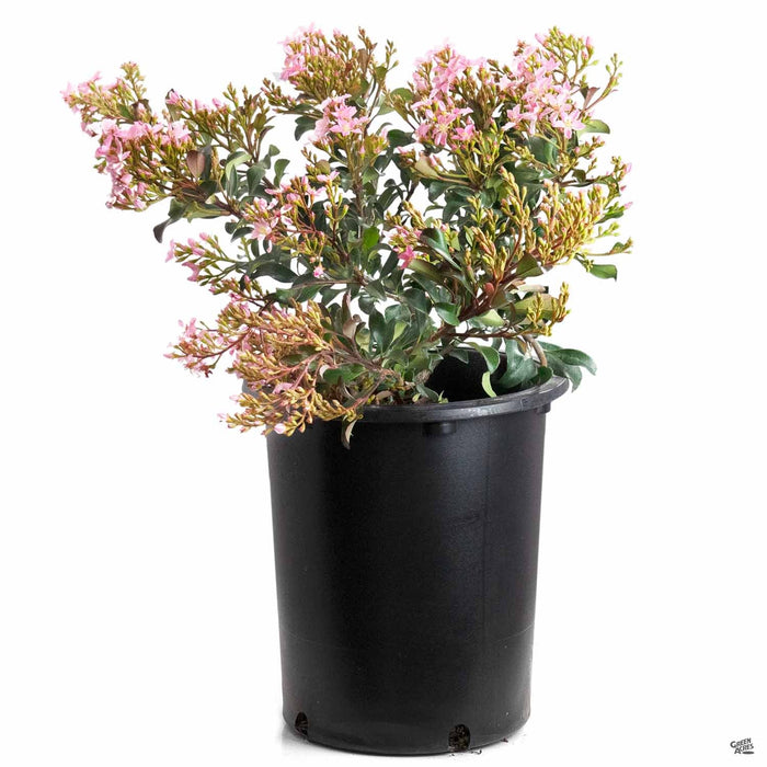 Indian Hawthorn 'Pink Dancer' 5 gallon
