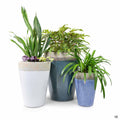 Indira Tall Lava Planters with Plants
