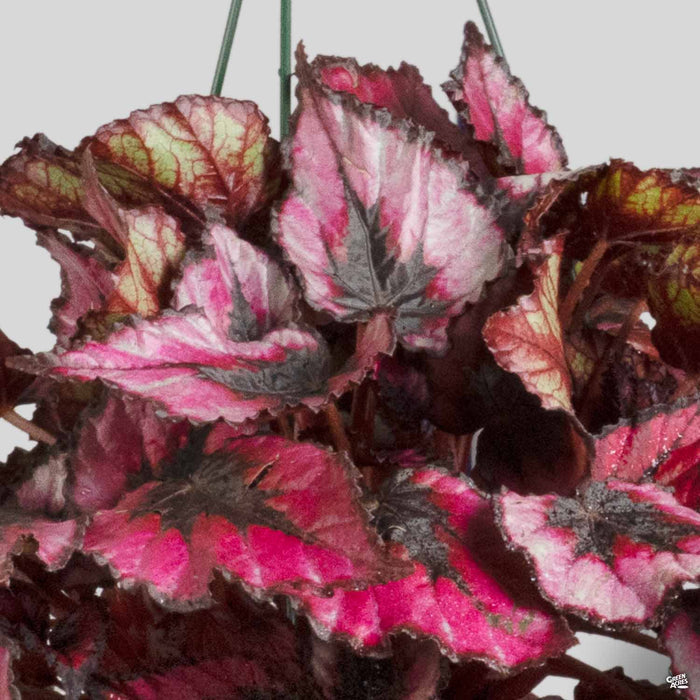Begonia rex 'Black Tie'