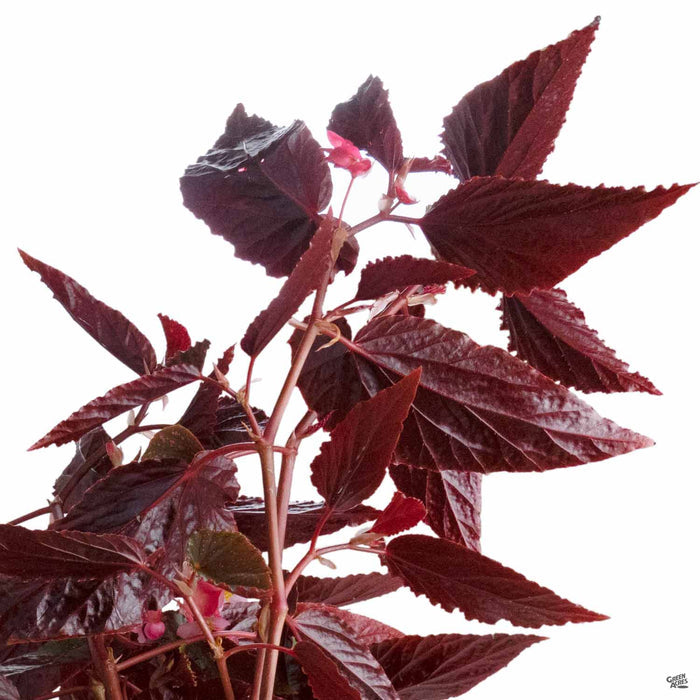 Indoor Begonias