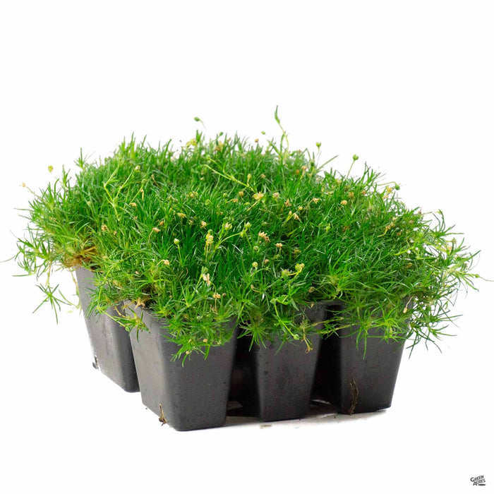 Irish Moss 6-pack