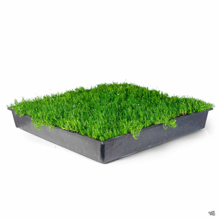Irish Moss flat