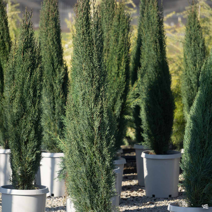 Italian Cypress