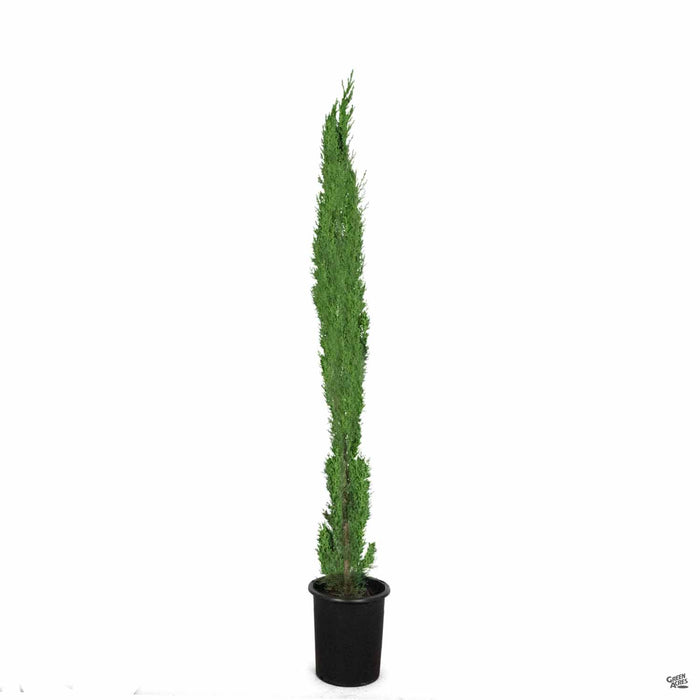Italian Cypress 5 gallon