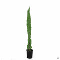 Italian Cypress 5 gallon