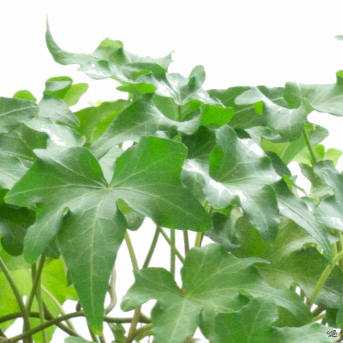 Closeup of English Ivy