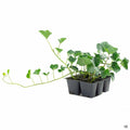 English Ivy 6-pack