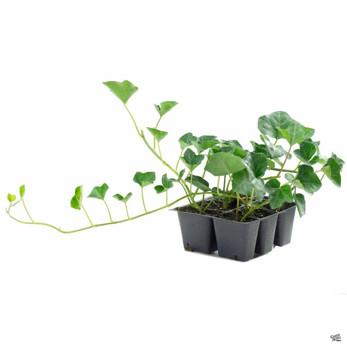 English Ivy 6-pack