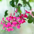 Ivy Geranium