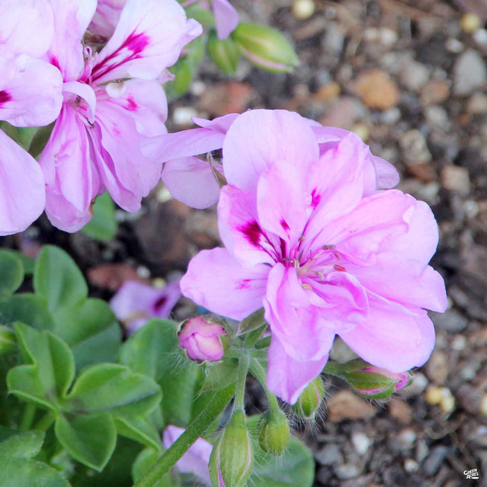 Ivy Geranium Pink