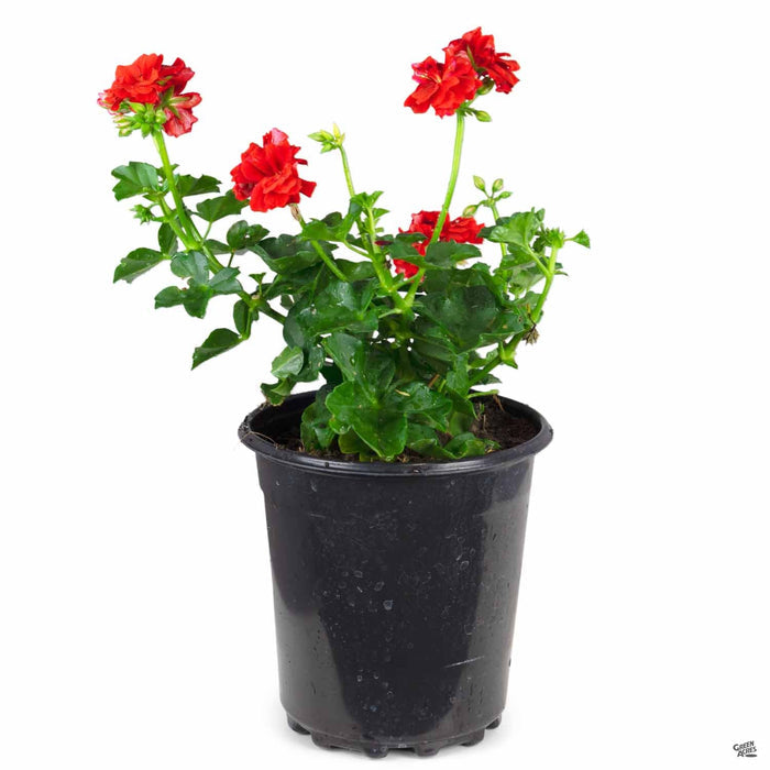 Ivy Geranium 1 gallon Red