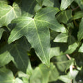 Ivy 'Hahn's'
