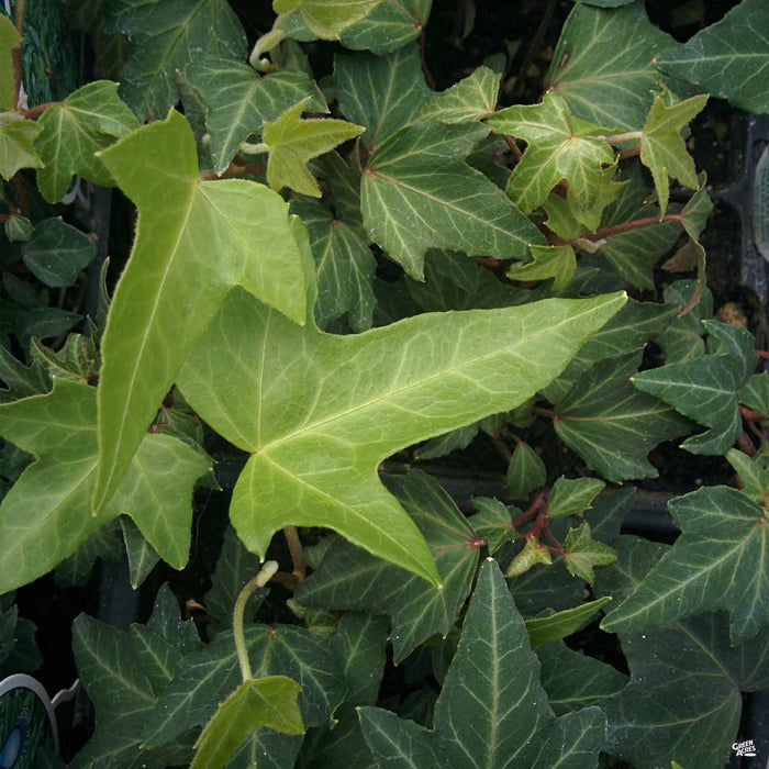Closeup of Needlepoint Ivy