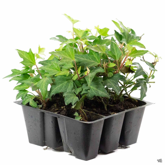 Needlepoint Ivy 6-pack