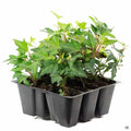 Needlepoint Ivy 6-pack