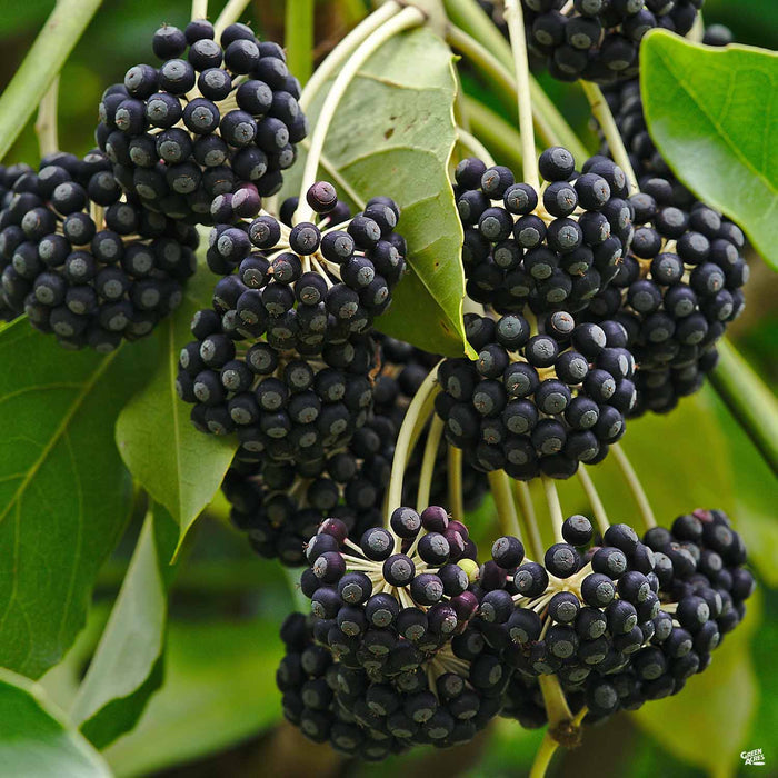 Japanese Aralia