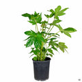 Japanese Aralia 1 gallon