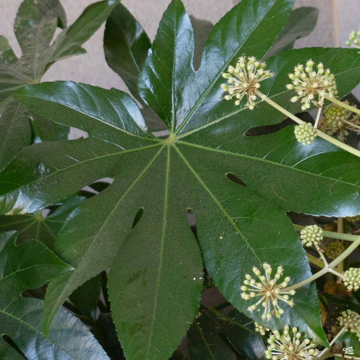 Japanese Aralia