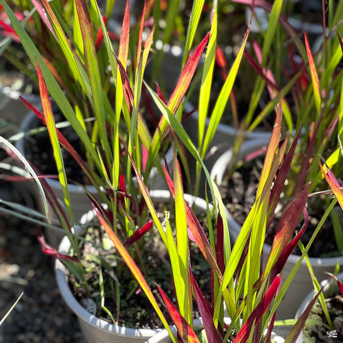 Japanese Blood Grass 'Rubra'