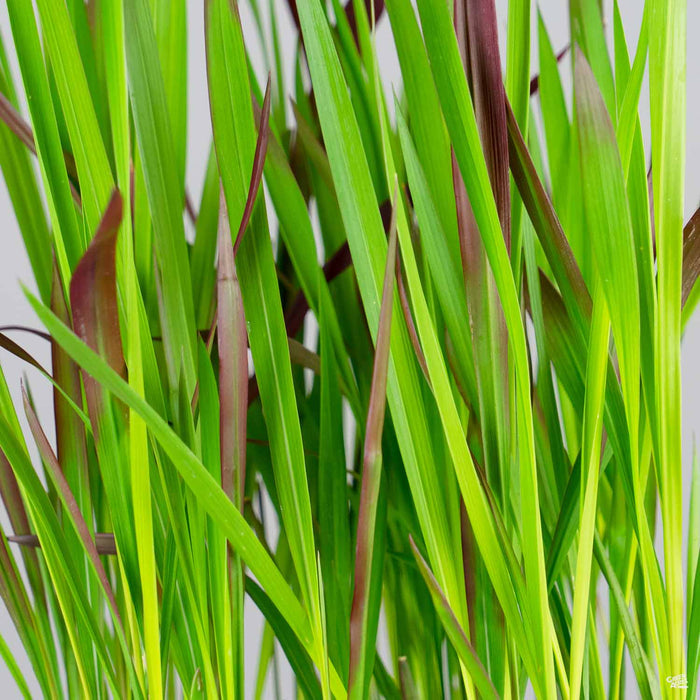 Imperata cylindrica 'Rubra'