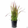 Japanese Blood Grass 'Rubra' 1 gallon