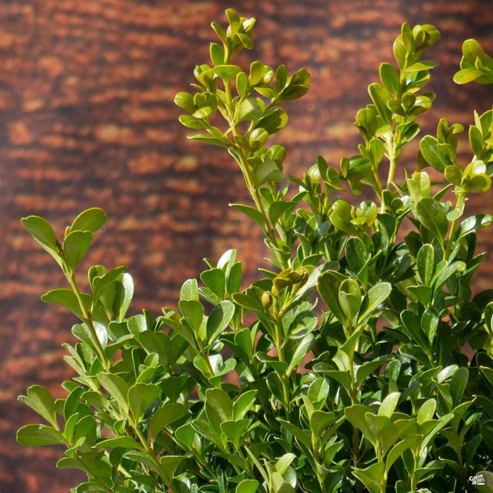Buxus 'Green Beauty'
