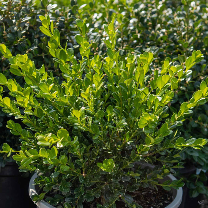 Japanese Boxwood 'Green Beauty'