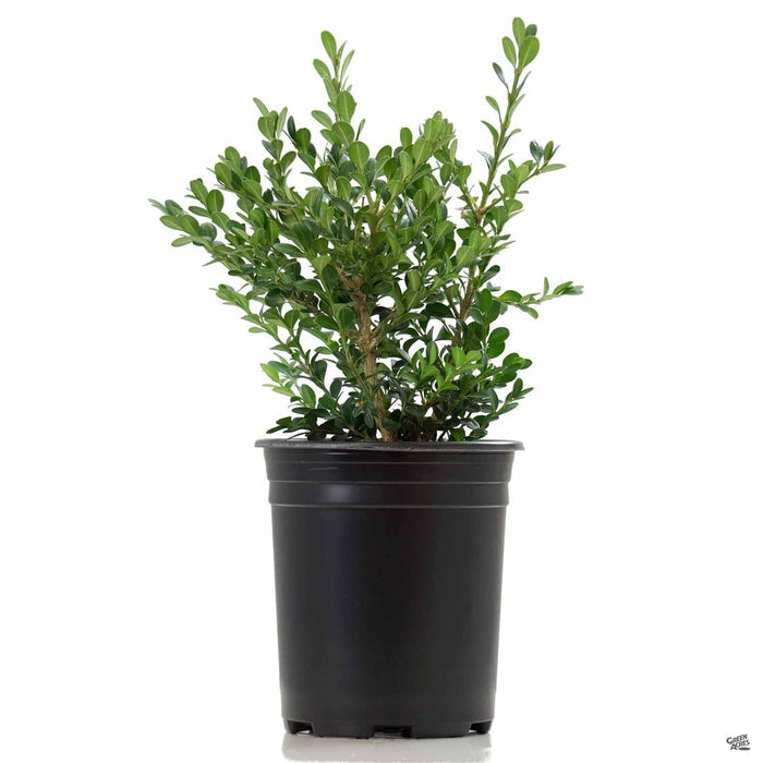 Japanese Boxwood 'Green Beauty' 1 gallon