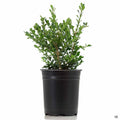 Japanese Boxwood 'Green Beauty' 1 gallon