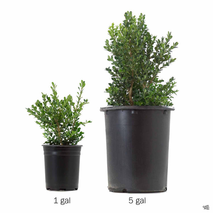 Japanese Boxwood 'Green Beauty' 1 and 5 gallon