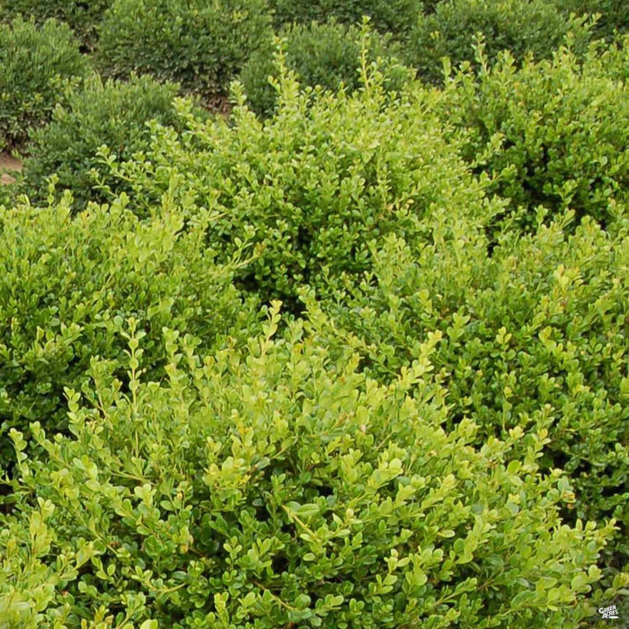 Buxus 'Winter Gem'