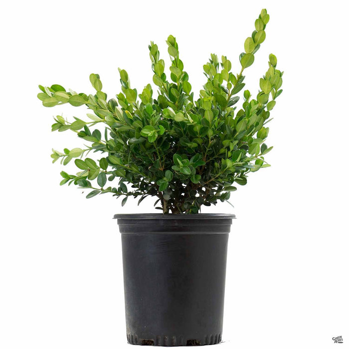 Buxus 'Winter Gem' 1 gallon